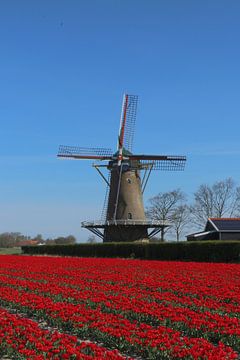 Tulpenveld bij Zonnemaire Zeeland van Bart J. Mulder