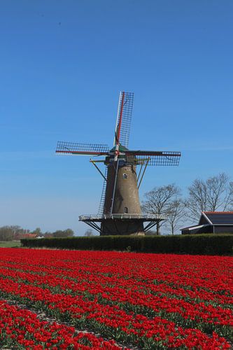 Tulpenveld bij Zonnemaire Zeeland