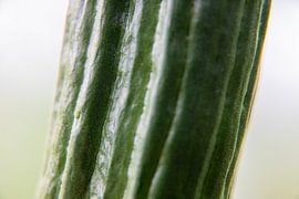 Super close up photo of a Cucumber by Swen van de Vlierd
