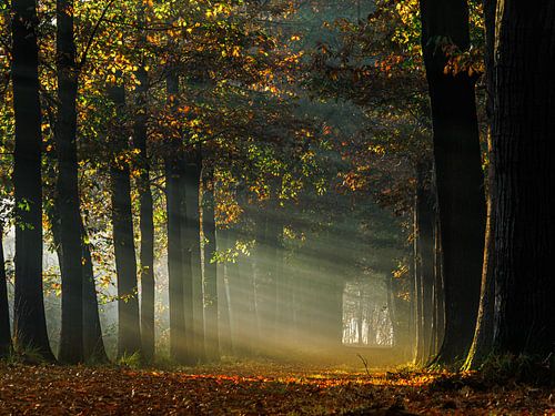Mistige ochtend in het Mastbos in Breda