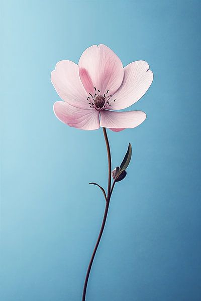 Rosa Blume in Blau ii von Studio BB