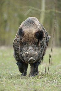 Wildschwein ( Sus scrofa ), starker Keiler
