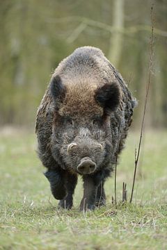 Wild Boar ( Sus scrofa ), impressive strong male van wunderbare Erde