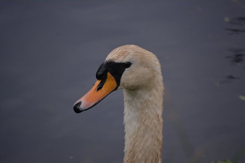 Swan by Michael van Eijk