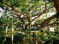 supported tree