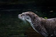 "Otter von Tanja Otten Fotografie Miniaturansicht