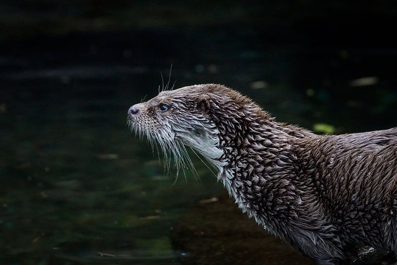 "Otter von Tanja Otten Fotografie