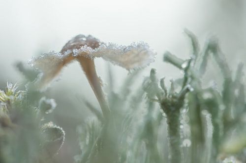 Winterse paddenstoel