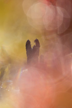 abstract softness