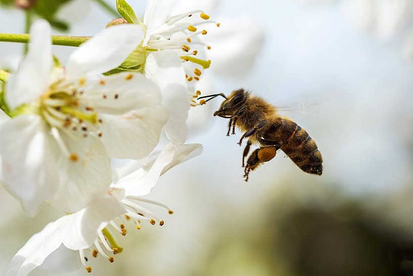Bee approaching apple blossom by Flatfield
