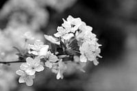 Cherry Blossom