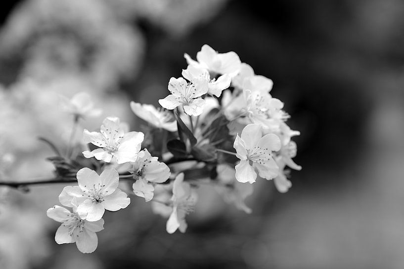 Cherry Blossom by Steffi Hommel