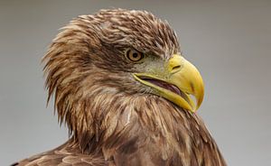 Aigle à tête blanche en gros plan.