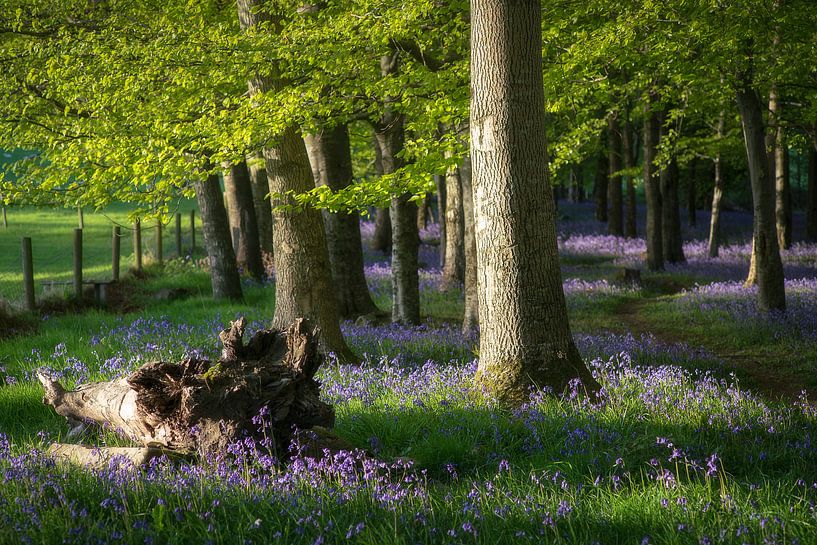 Licht fällt durch den Waldblumenwald von Roelof Nijholt