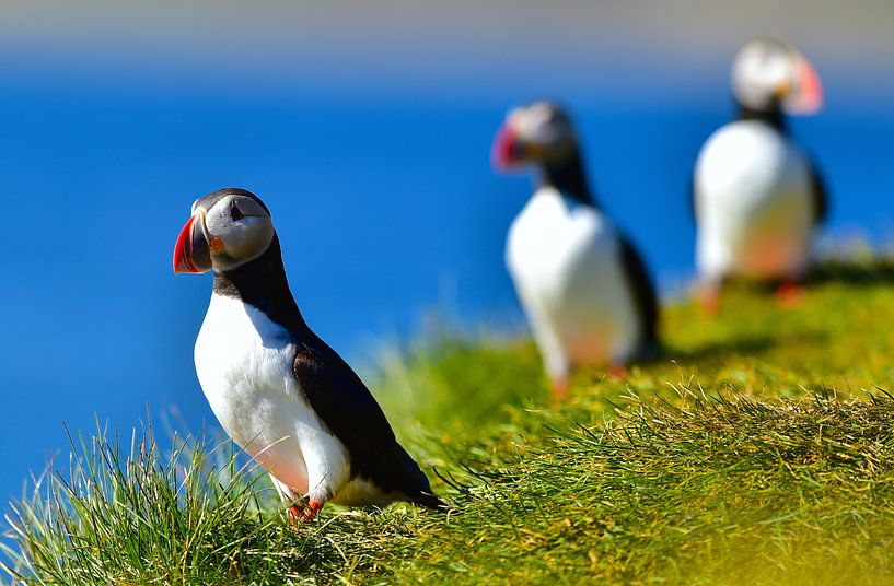 North Atlantich Puffins in de heerlijke zomerzon van Koen Hoekemeijer