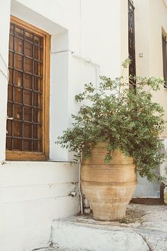 Flowerpot in Athens by Patrycja Polechonska