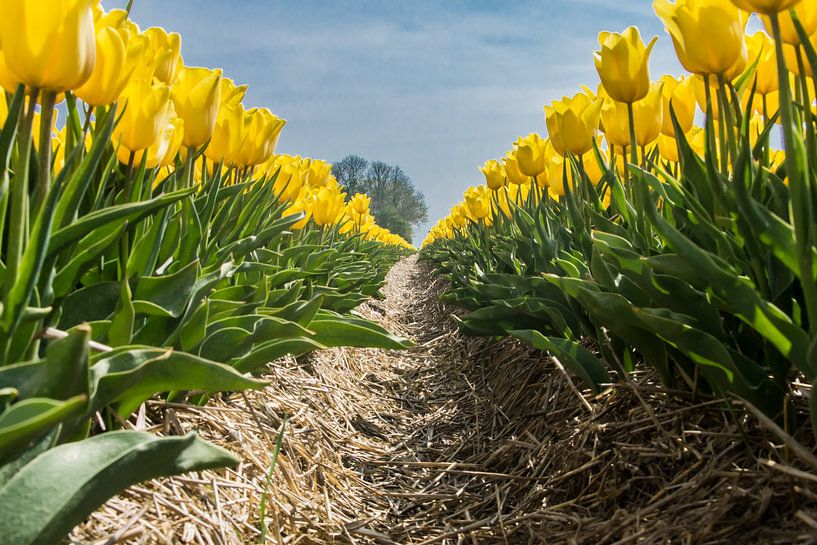 Yellow in a row by Bianca Boogerd