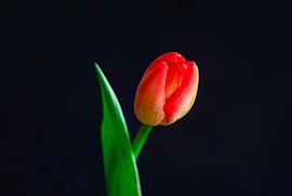 Tulip Blossom