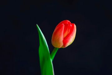 Tulpenbloesem van Thomas Jäger