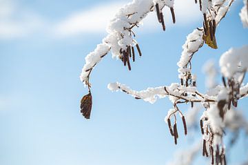 Besneeuwde takjes, blaadjes in December van Wendy de Jong