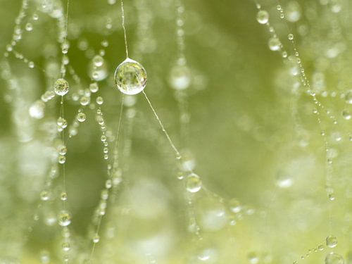 Dauw op web