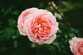 Rosa Sommerrose mit Tiefenschärfe von Michel Kruiswijk