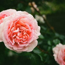 Rose d'été rose avec profondeur de champ sur Michel Kruiswijk