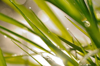 Gras mit Tautropfen