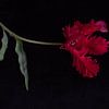 Rote Tulpe mit Fransen von Ineke VJ