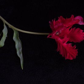 Rode Tulp met franjes van Ineke VJ