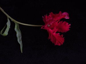 Rote Tulpe mit Fransen von Ineke VJ