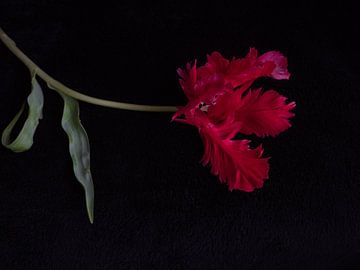 Rote Tulpe mit Fransen von Ineke VJ