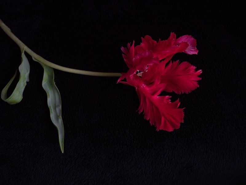 Tulipe rouge avec franges par Ineke VJ