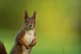 Écureuils sur Vienna Wildlife