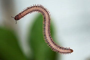 Millipede from below