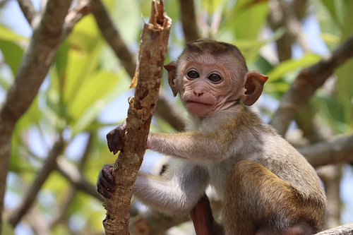 Adorable petit singe du Sri Lanka