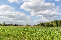 Boerenland op Kerrebroek te Aalst