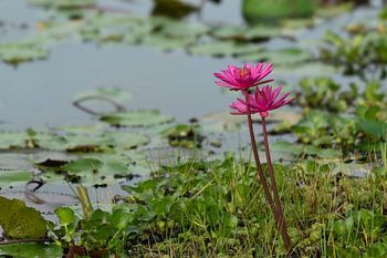 Water lilies Wasgamuwa Lake