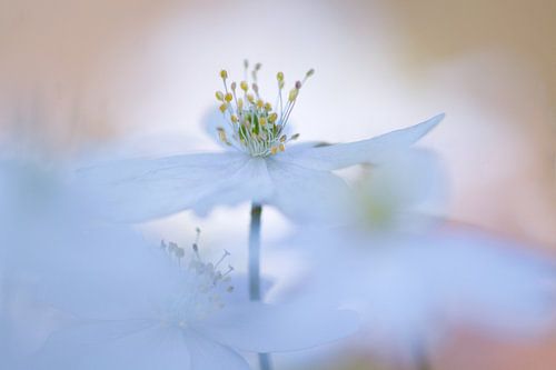 Bosanemone, un portrait créatif