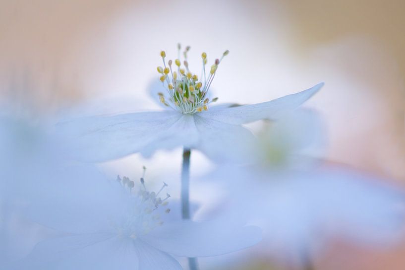 Bosanemone, creatively portrayed by Cocky Anderson