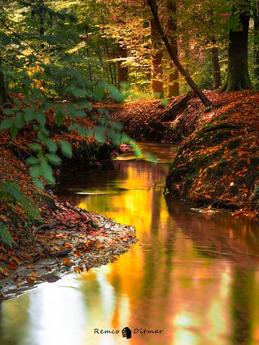 herfst in het bos bij Enschede