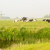 Hollands polderlandschap van Marijke van Eijkeren