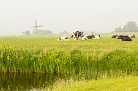 Hollands polderlandschap van Marijke van Eijkeren thumbnail