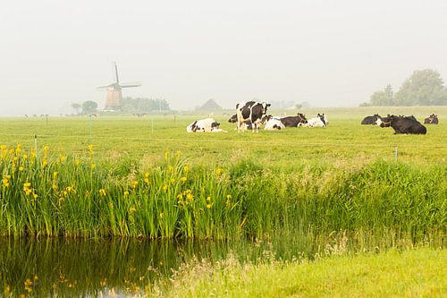 Hollands polderlandschap