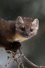 snow flakes... Pine Marten *Martes americana* in winter