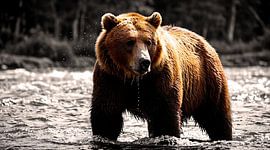 Fotografie van de jacht op wilde bruine beren aan de rivier
