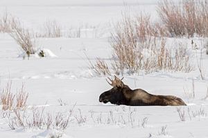 Elch ( Alces alces ), junger Elchbulle ruht im Schnee, wildlife, Yellowstone NP, USA.