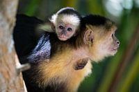 Capuchin monkey with baby