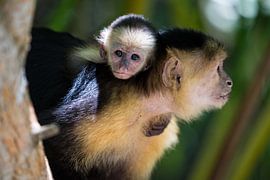 Kapuzineraffe mit Jungtier von Iris Hagemans