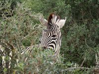 Zebra im Wald